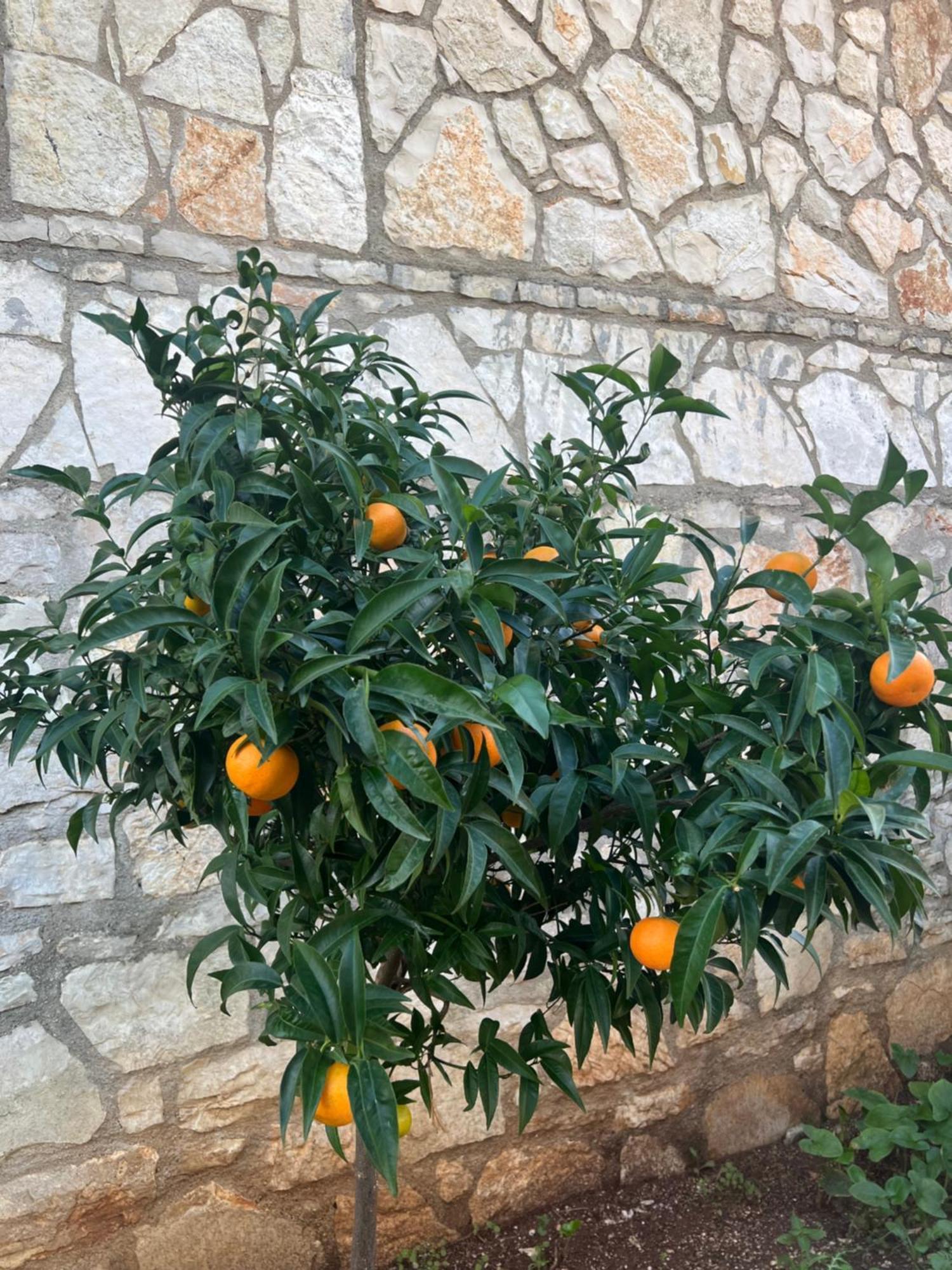 فندق Jardin Miraculeux هيماري المظهر الخارجي الصورة