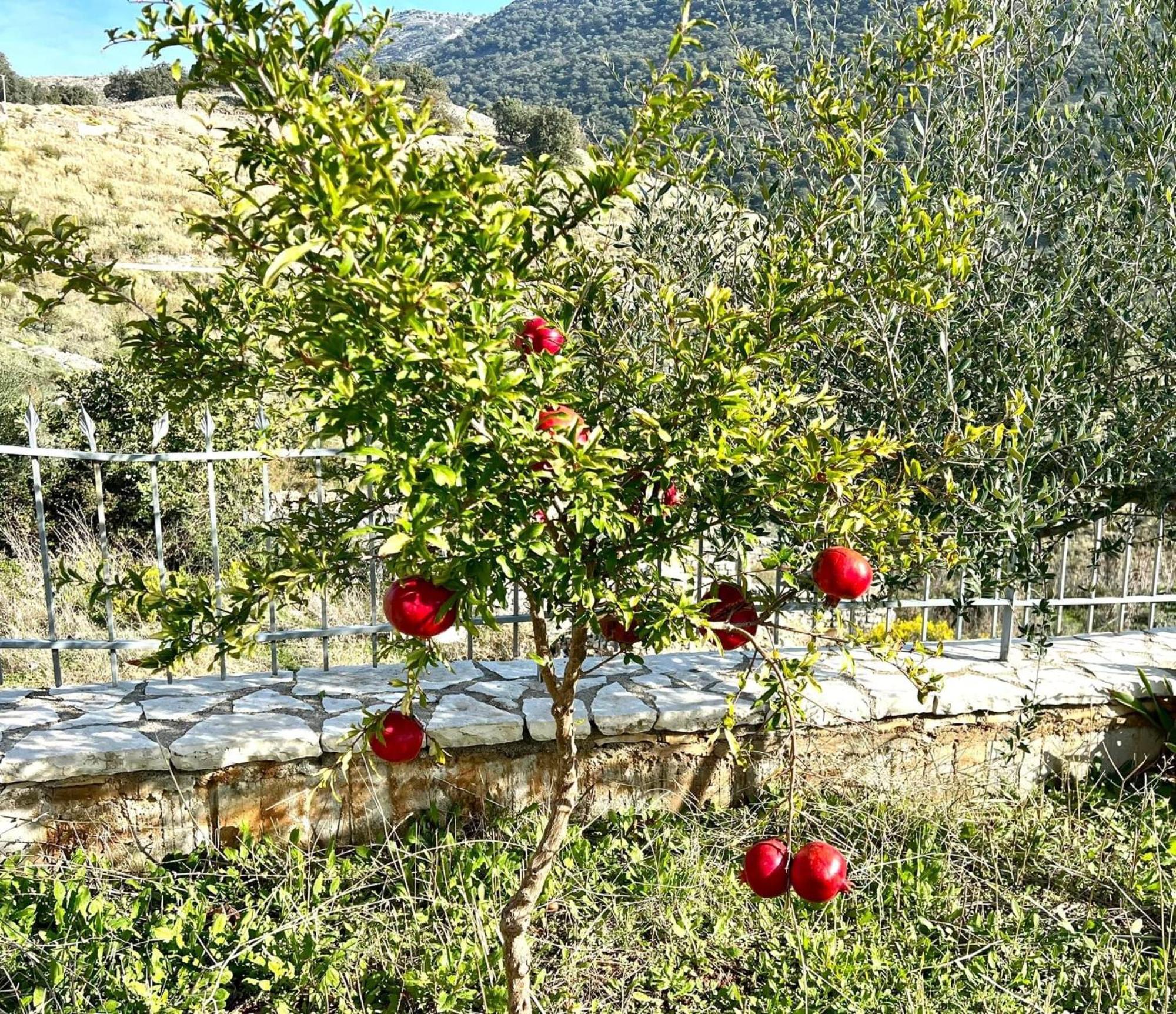 فندق Jardin Miraculeux هيماري المظهر الخارجي الصورة